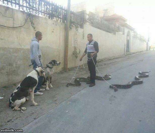 Taking My Snakes For A Walk