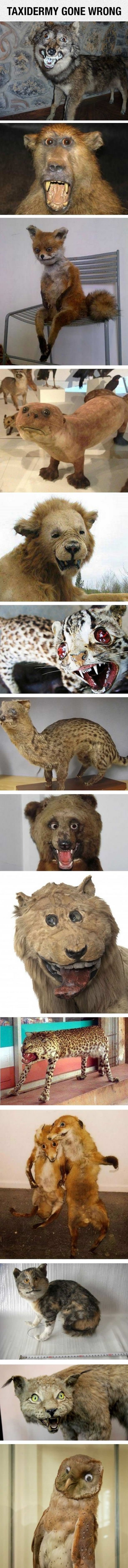 Taxidermy Gone Right