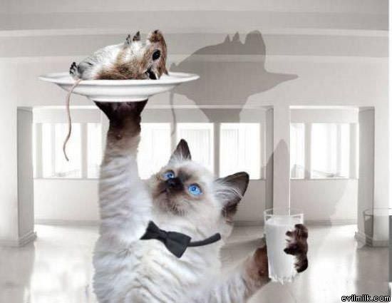 The Cat Waiter