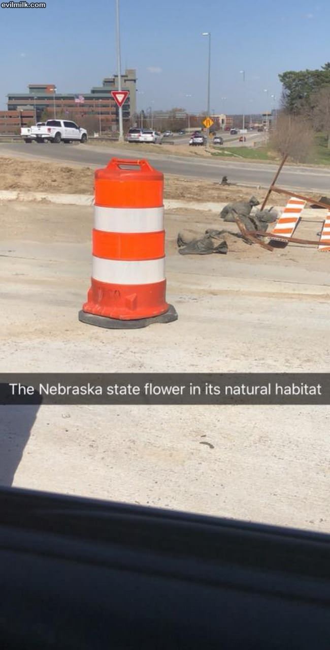 The Nebraska State Flower