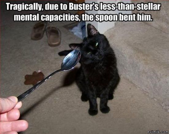 The Spoon Bending Cat