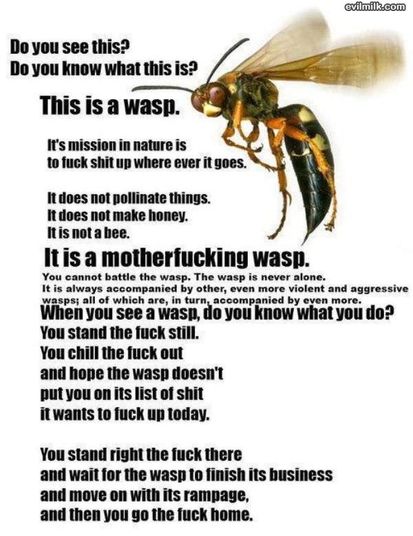 This Is A Wasp