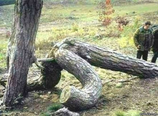 Tree Sex