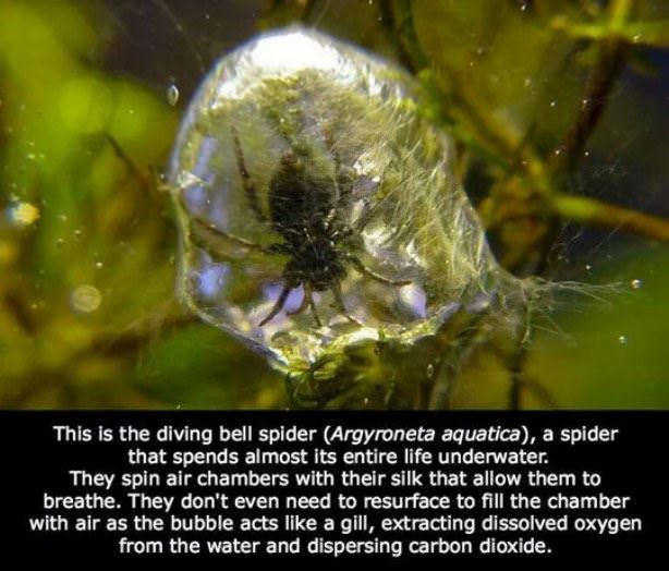 Underwater Spider