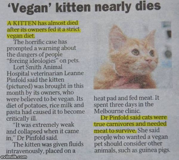 Vegan Logic