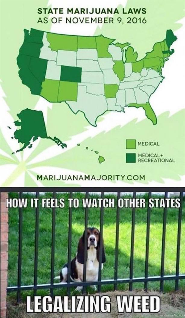 Weed Laws
