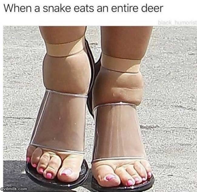 When A Snake Eats A Deer