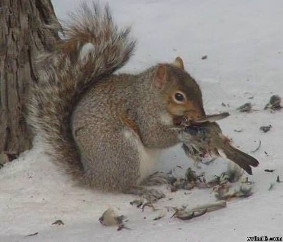 Who Needs Nuts