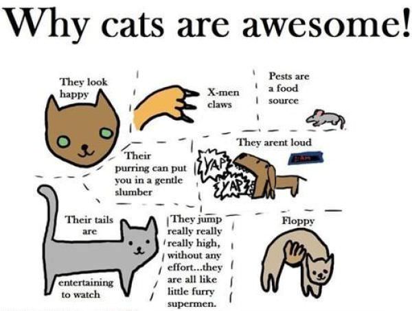 Why Cats Are Awsome