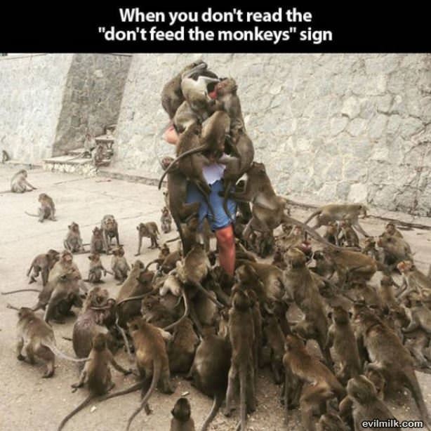 Why You Dont Feed The Monkeys