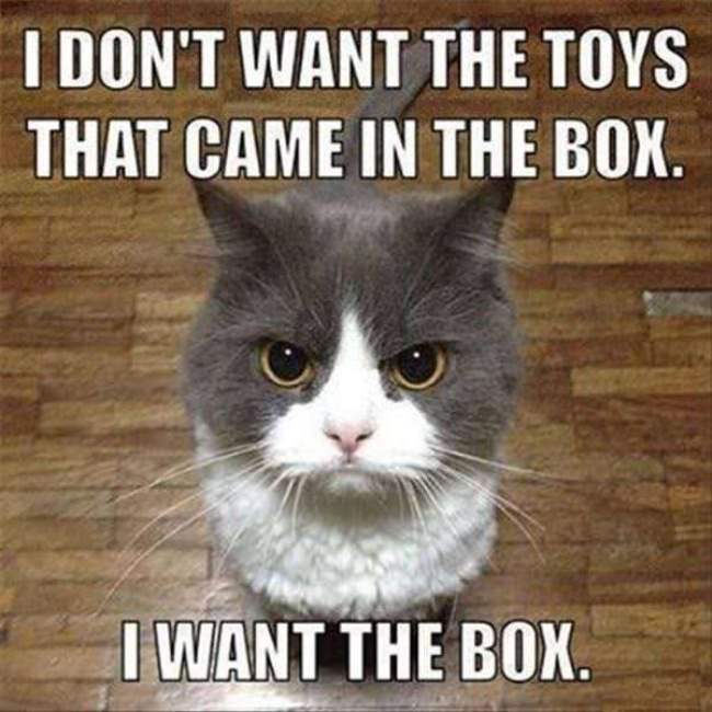 animals