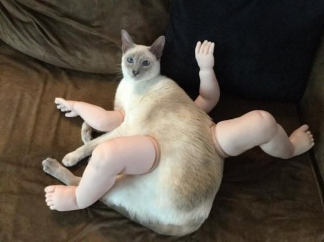 animals
