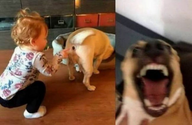 animals