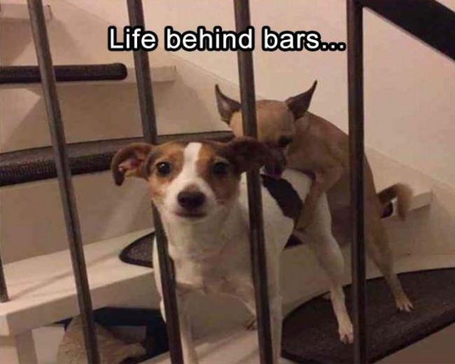 animals