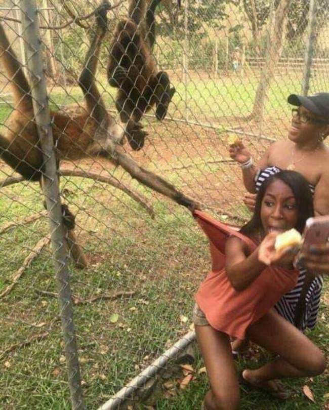 animals