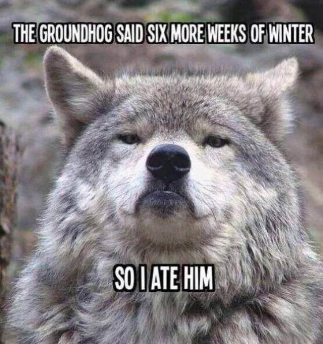 animals