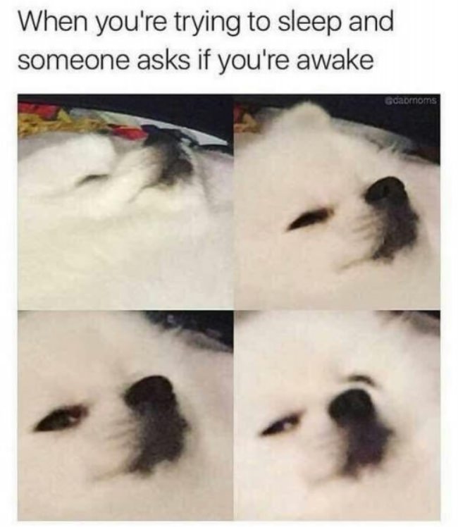 animals