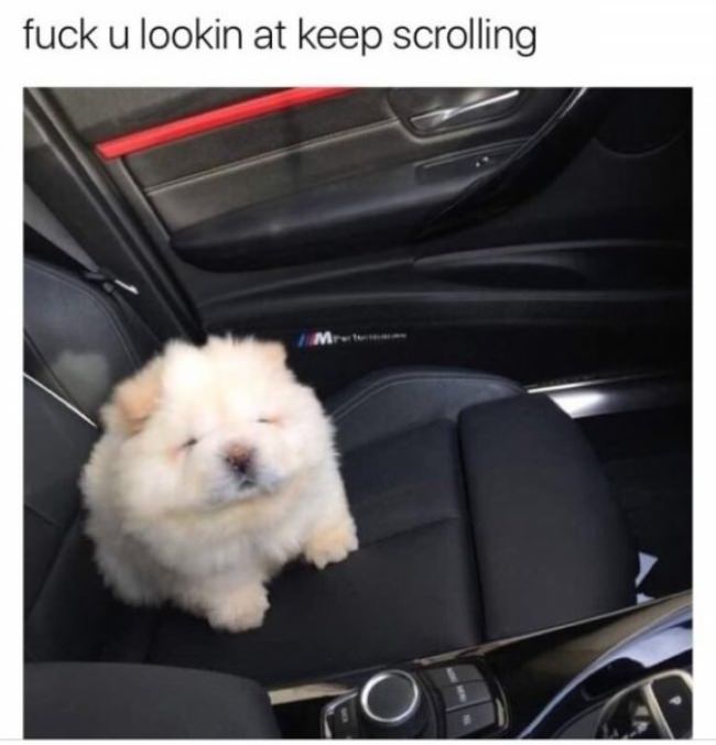 animals