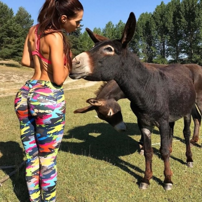 animals