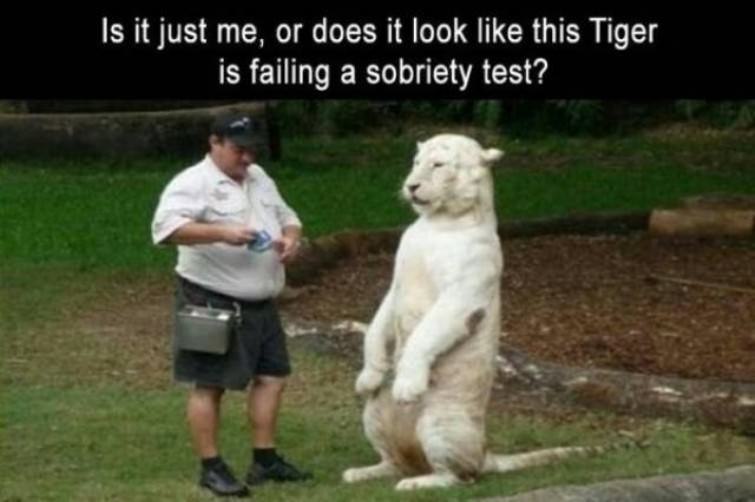 You Animal