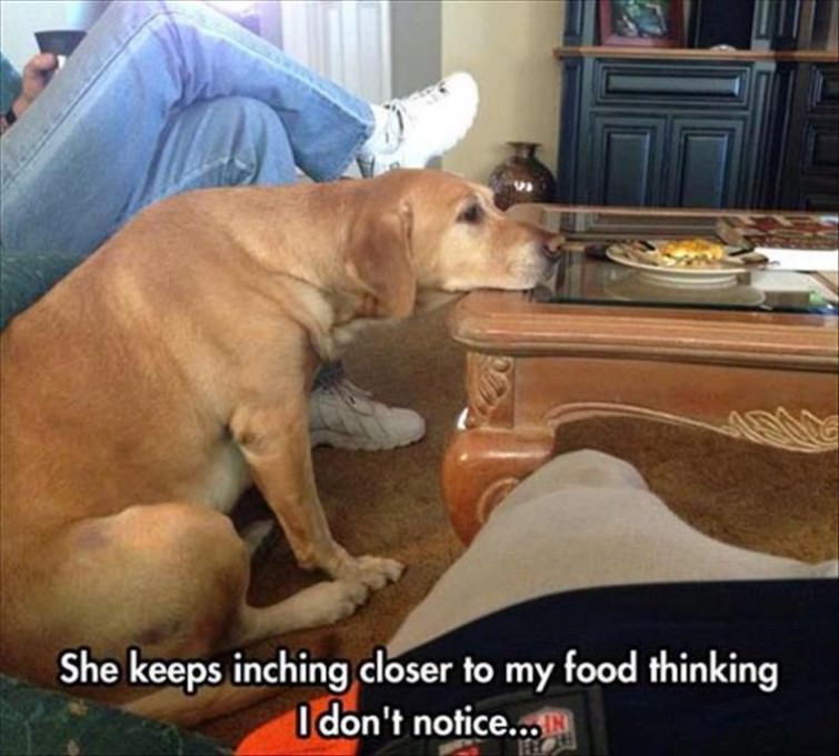 You Animal