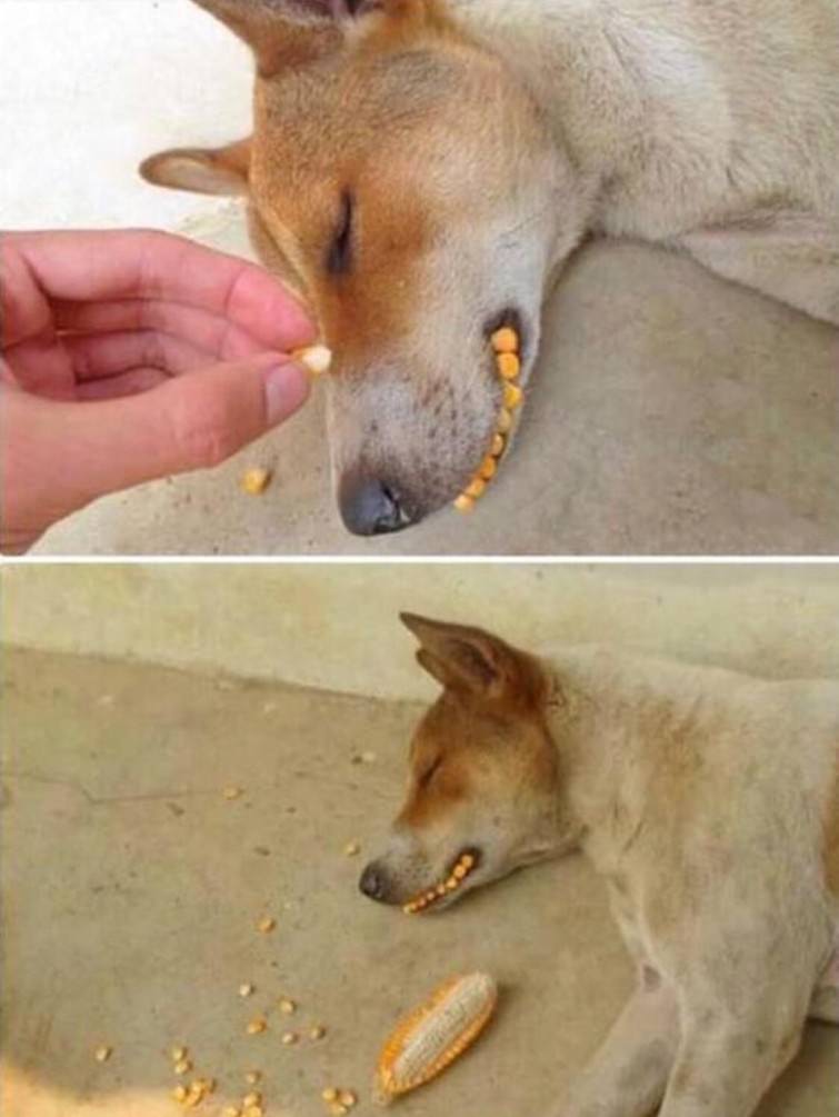 You Animal