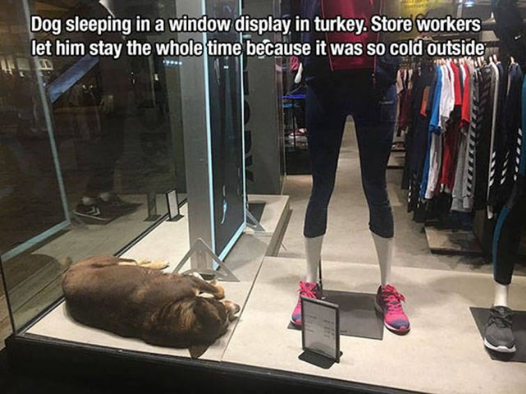 You Animal