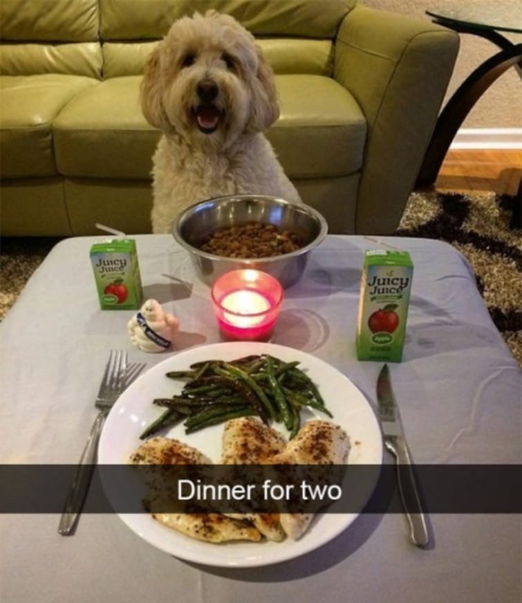 You Animal