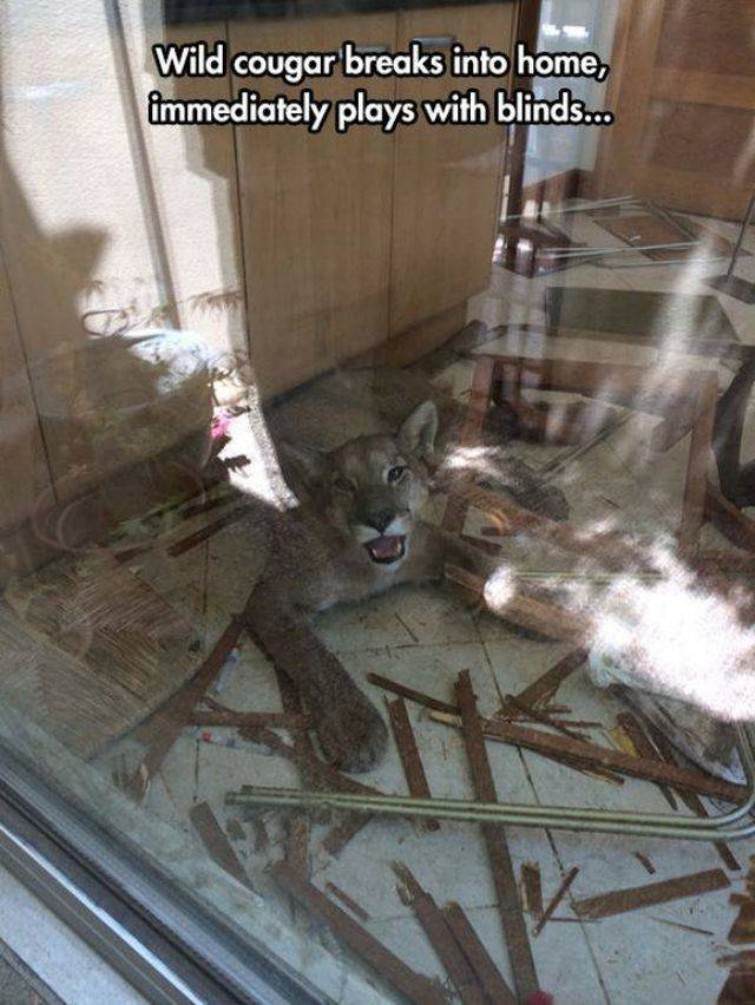 You Animal