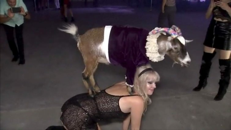 You Animal