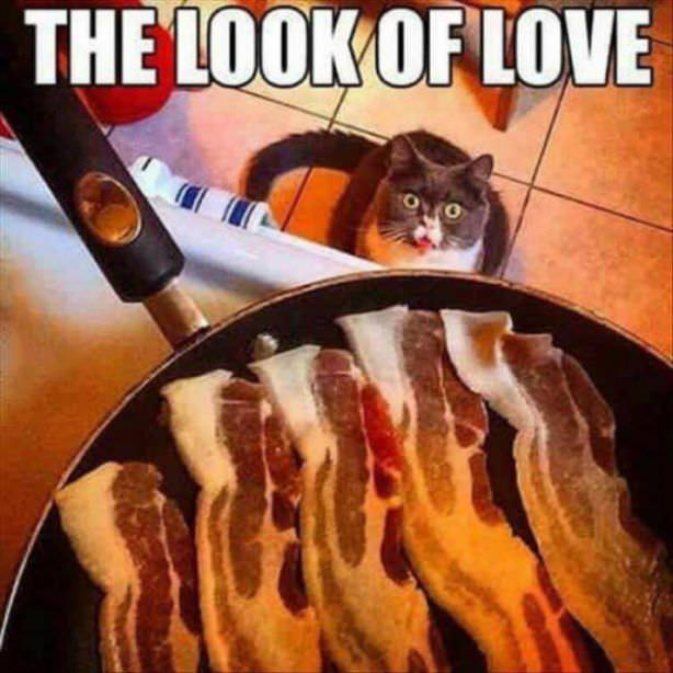 bacon