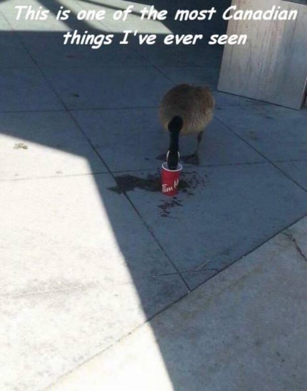 Canada Day