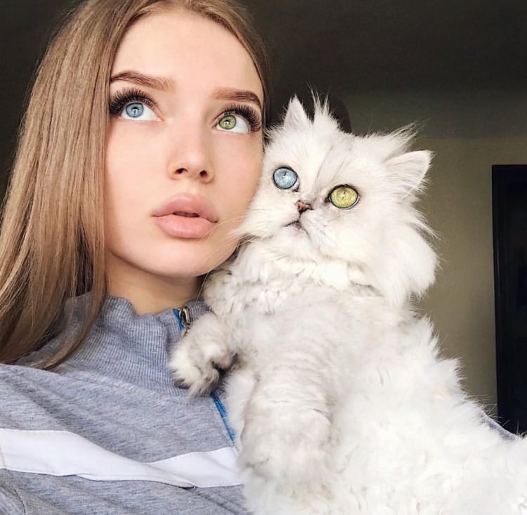 Cats