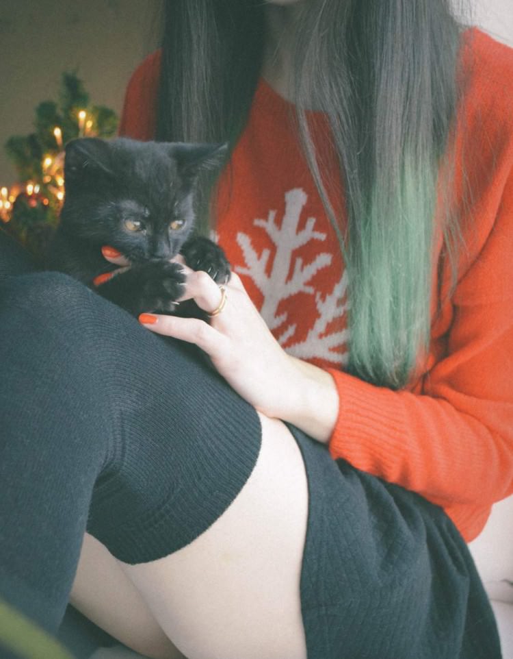 Cats