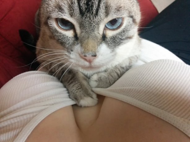 Cats