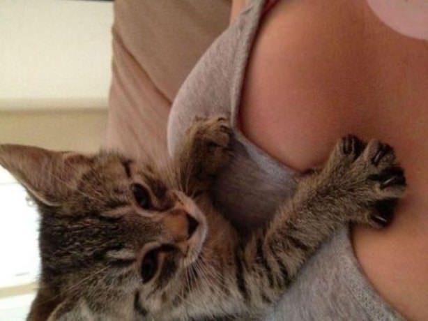 Cats