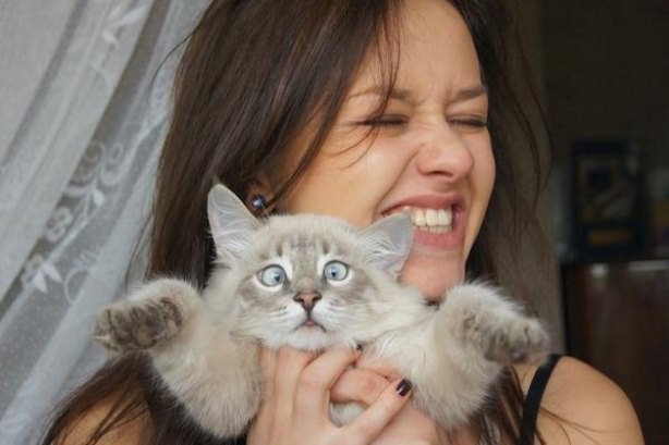 Cats
