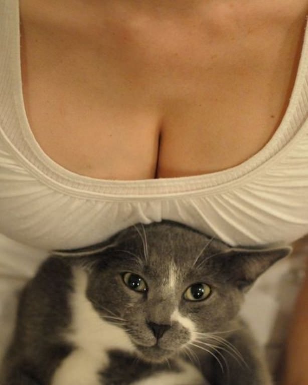 Cats