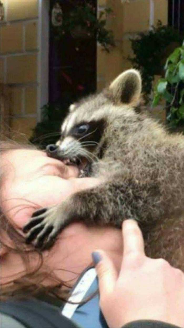 You Animal