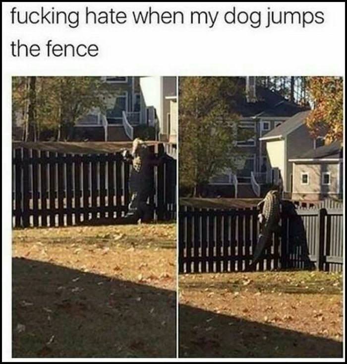 You Animal