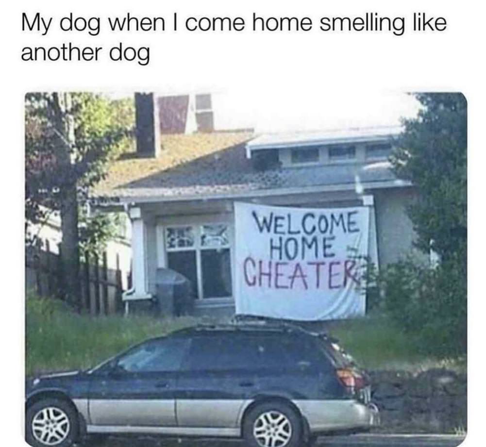 You Animal