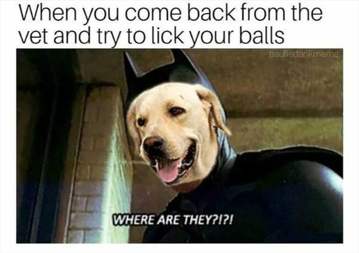 You Animal