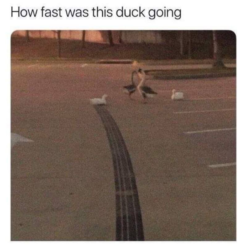 You Animal