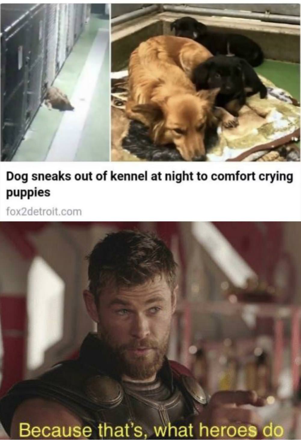 You Animal