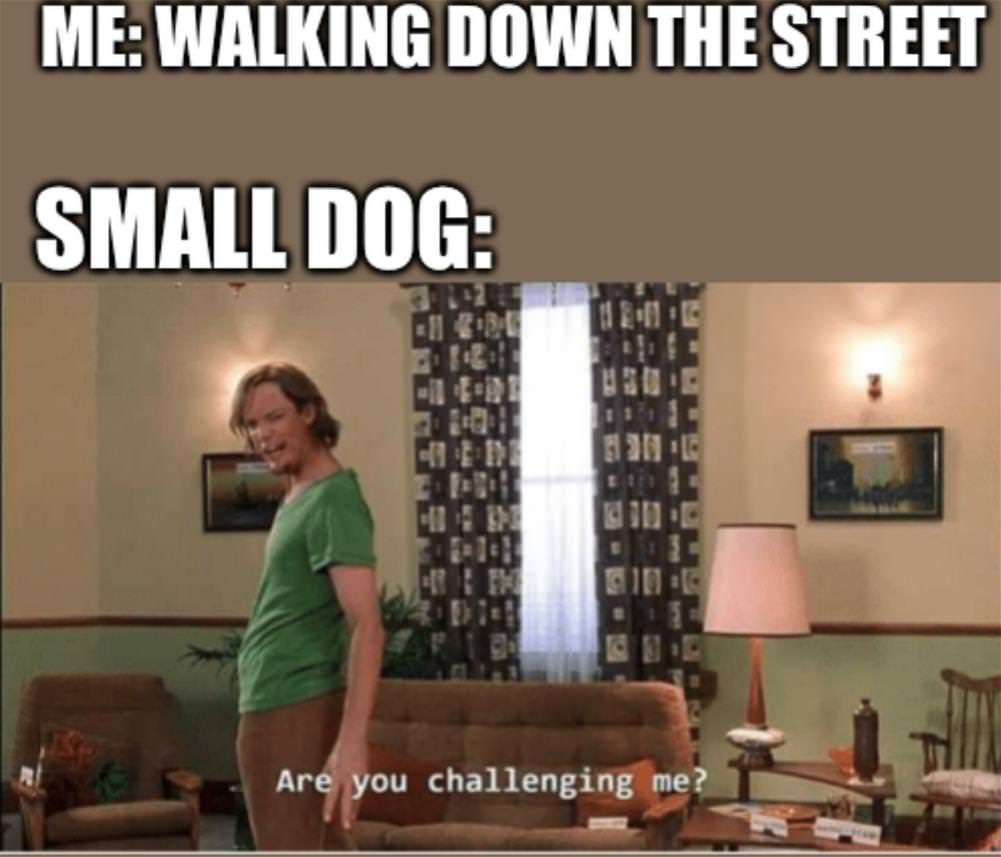 You Animal