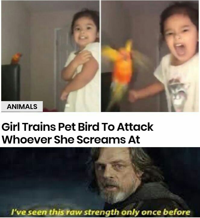 You Animal