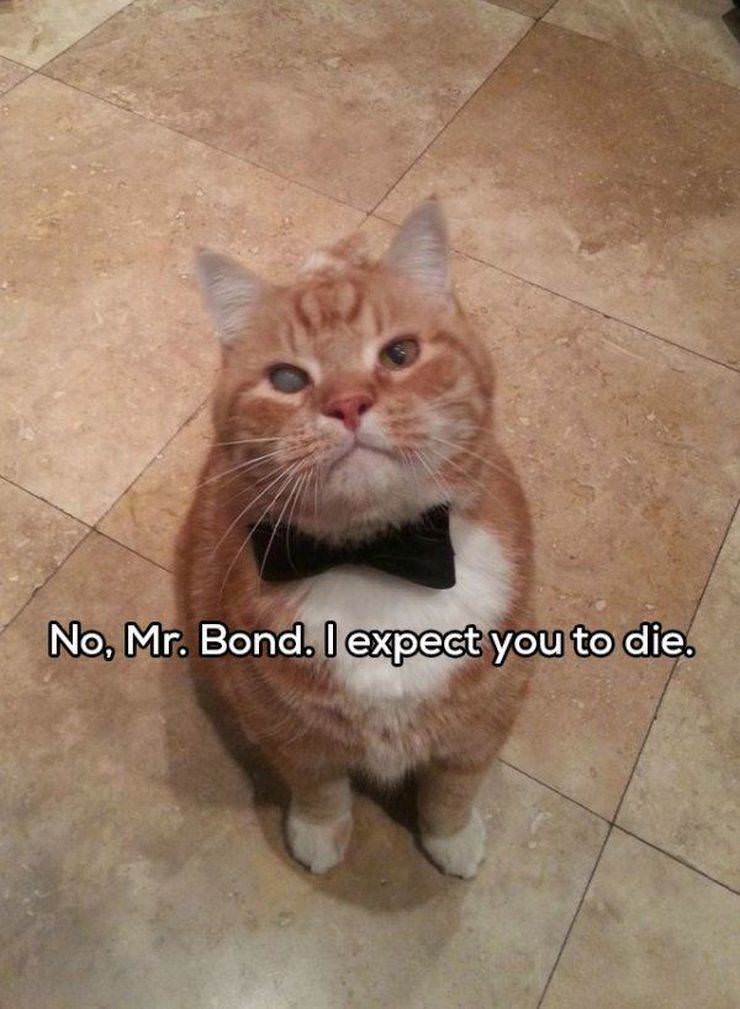 You Animal