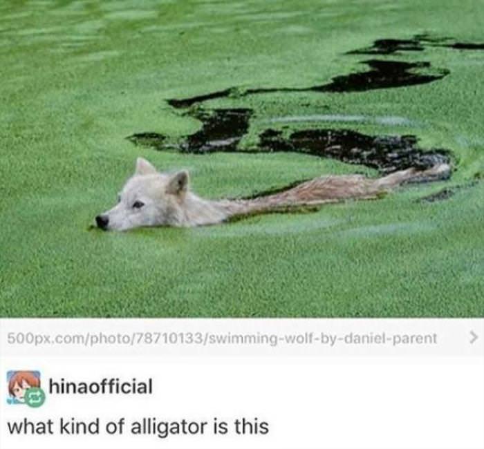 You Animal
