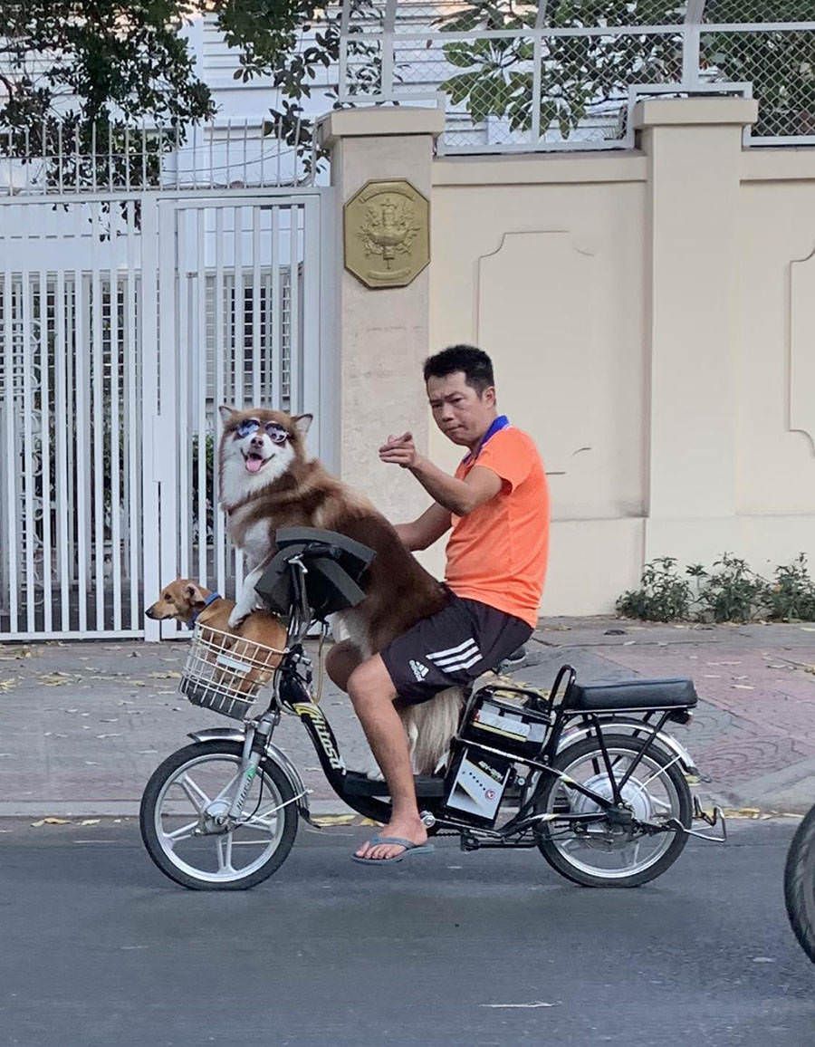 You Animal