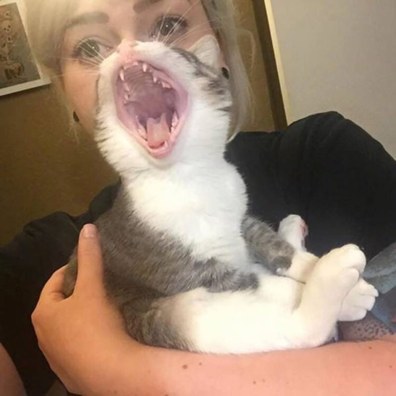 You Animal